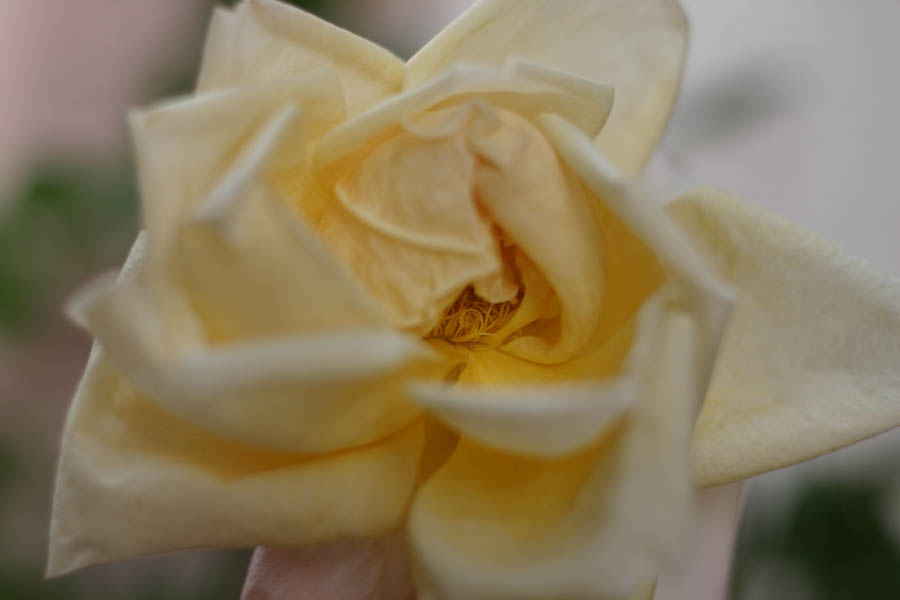 White Rose blooming (50mm, f/2.0, 1/1250 sec)<!--CRW_1770.CRW-->
